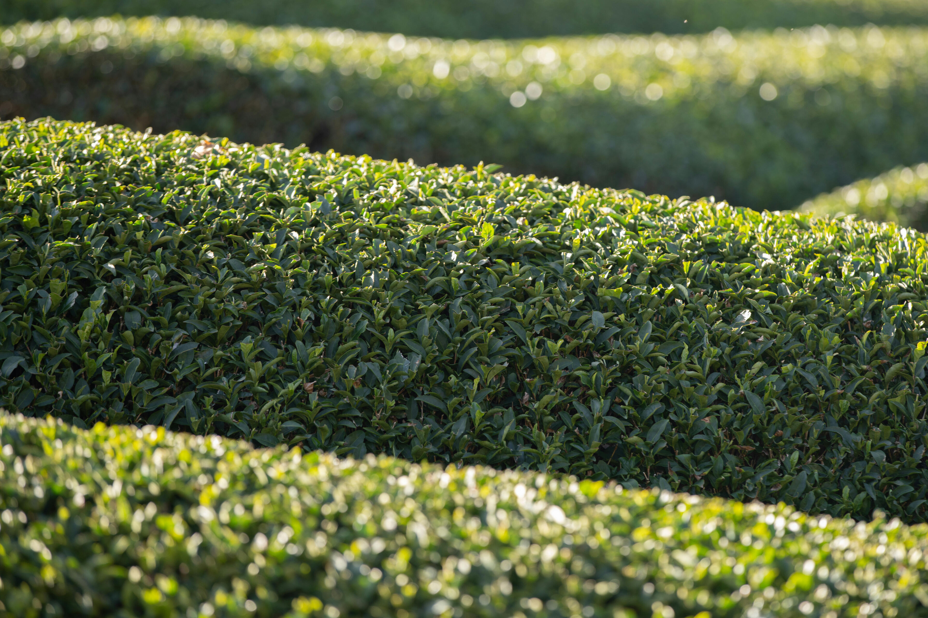 geschnittene Hecke